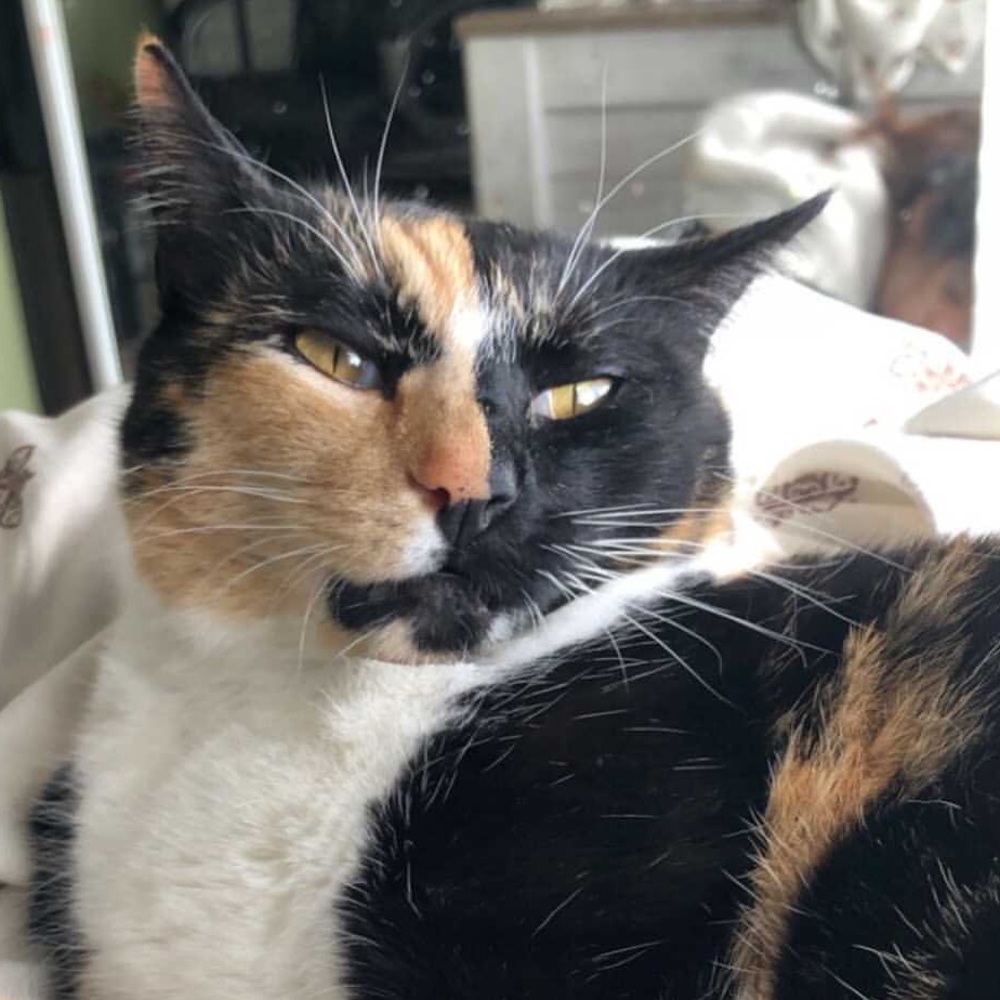 Meet your Posher, Tribanti